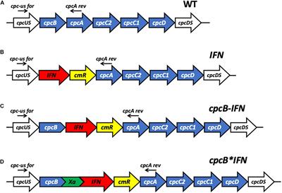 Cyanobacterial Production of Biopharmaceutical and Biotherapeutic Proteins